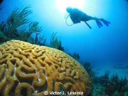 Brain Coral & Diver at Andrea Reef in Guanica P.R.
Canon... by Victor J. Lasanta 